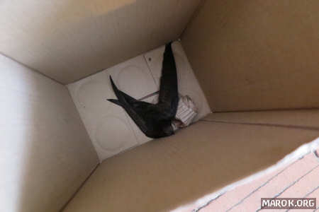 Scatola con fondo coda di rondine