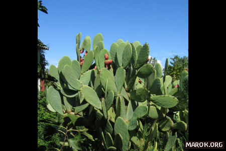 Vegetazione a casa Porcu