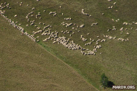 Sheeps and sheeps and sheeps (hommage á Cyriak)