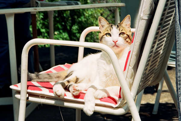 Un felino a casa Joco