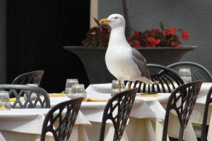 CAGARE sul tavolo? Da oggi si può!