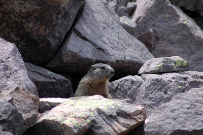 Marmotta Curiosa