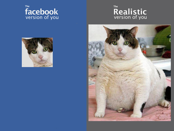 Facebook cat you