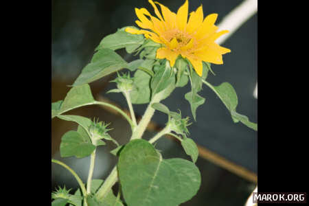 Il fiore di Naco