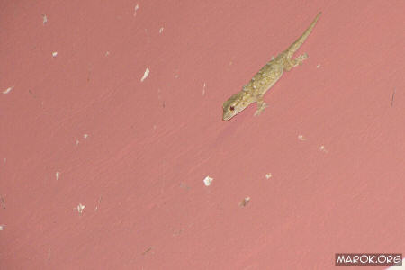Gecko = 1