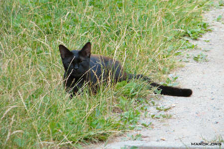 Felino assopito