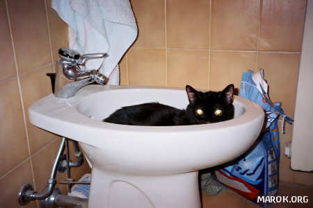 La gatta Nerina fa la cuccia nel bidet