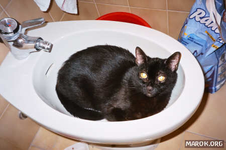 La gatta Nerina fa la cuccia nel bidet - reprise