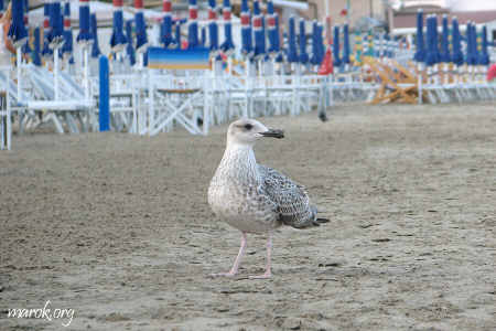 Bello fare un cazzo, vero?