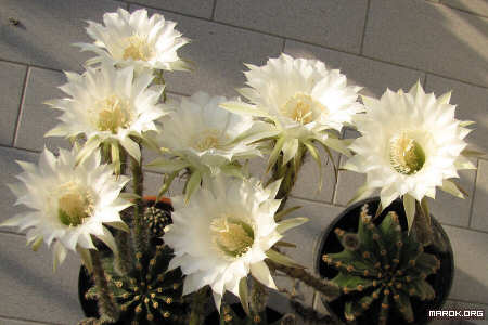 Fiori di cactus