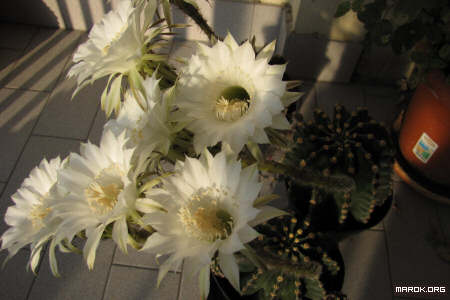 Fiori di cactus