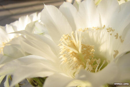 Fiori di cactus