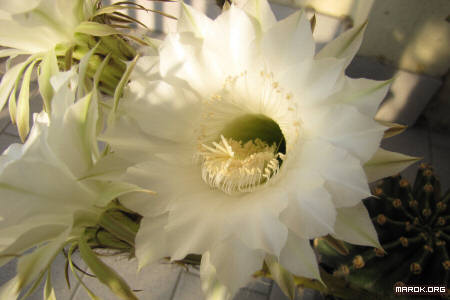 Fiori di cactus