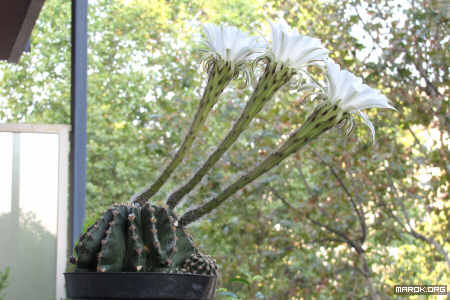 Fiori di cactus