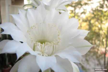 Fiori di cactus