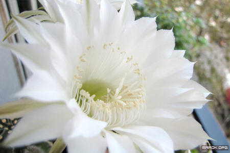 Fiori di cactus