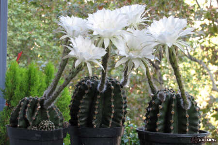 Fiori di cactus