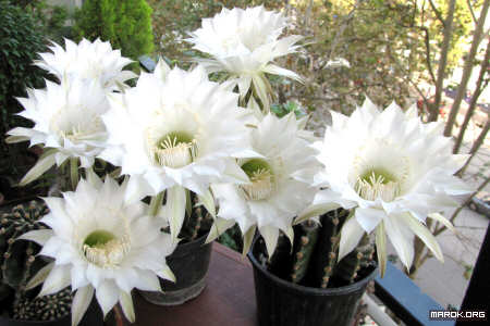 Fiori di cactus