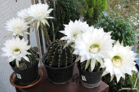 Fiori di cactus