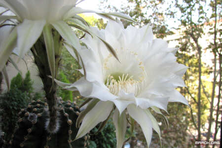 Fiori di cactus