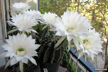 Fiori di cactus