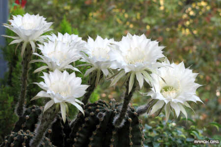 Fiori di cactus