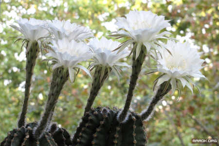 Fiori di cactus