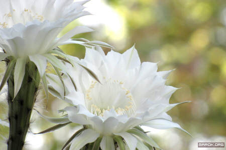 Fiori di cactus