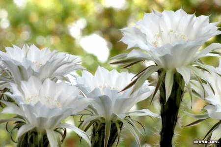 Fiori di cactus