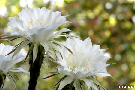 Fiori di cactus