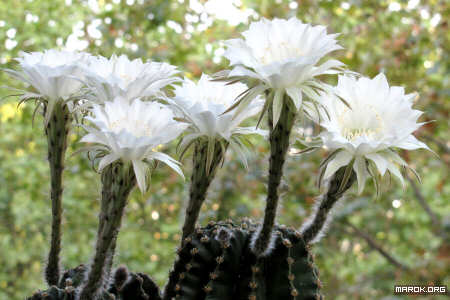 Fiori di cactus