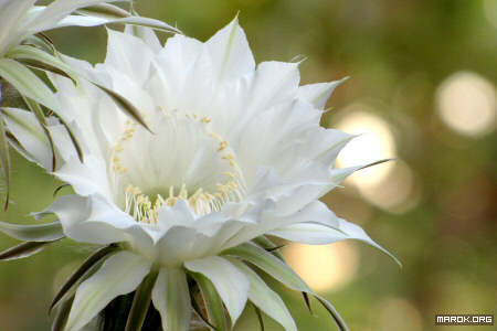 Fiori di cactus