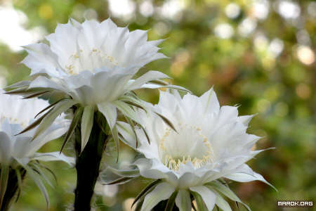 Fiori di cactus