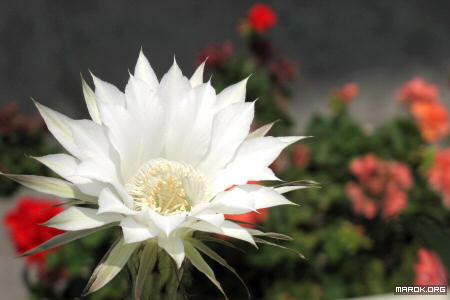 Fiori di cactus