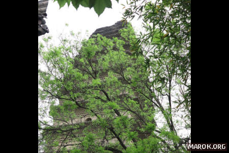 Pagoda della Piccola Oca Selvatica - #2