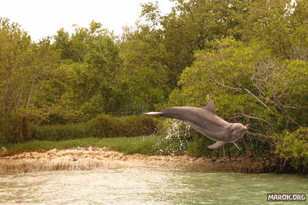 Di conseguenza, un delfino può volare.