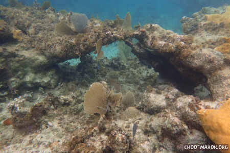 Eccola! La barriera corallina di Guardalavaca!