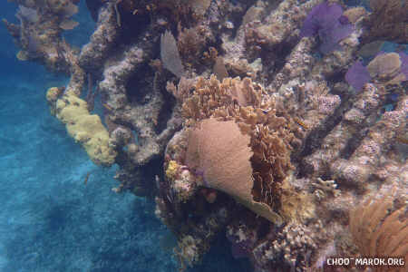 La barriera corallina - #3