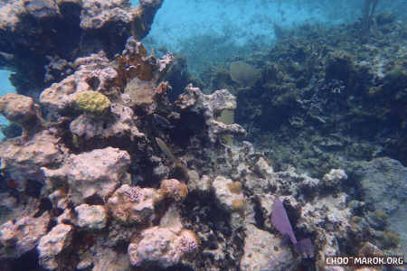 La barriera corallina - #8