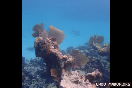La barriera corallina - #9