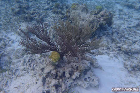 La barriera corallina - #10