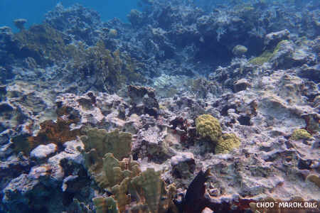 La barriera corallina - #11