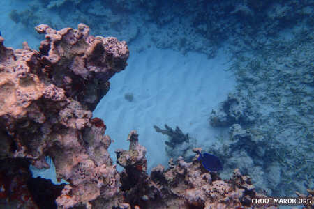 La barriera corallina - #13