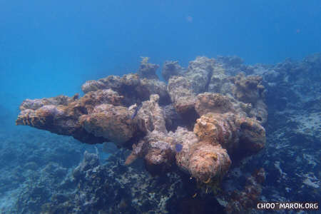 La barriera corallina - #14