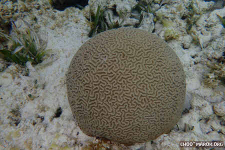 La barriera corallina - #20