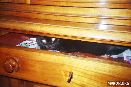 Una gatta nel cassetto - atto I