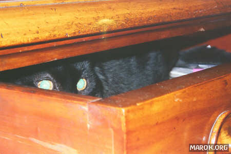 Una gatta nel cassetto - atto II