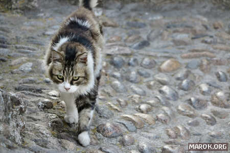 Miao! Oggi vado a caccia di italiani!