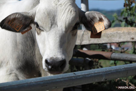 La mascotte