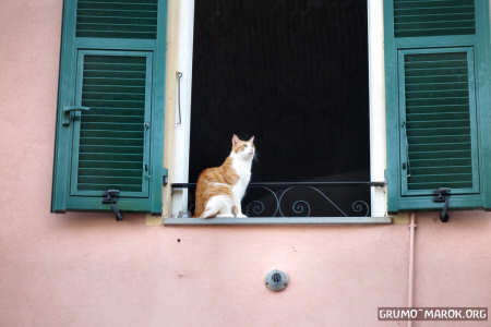 Il gatto del VEEEEKKIO: ci skifa anche lui?